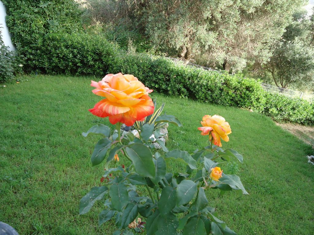 Daire Anemoni Plakias